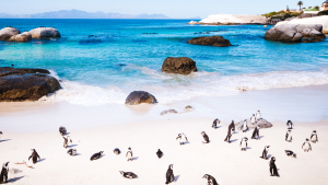 Cape Town Penguins