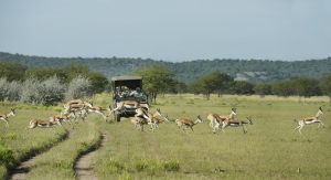 Ongava Private Game Reserve, Etosha, Namibia