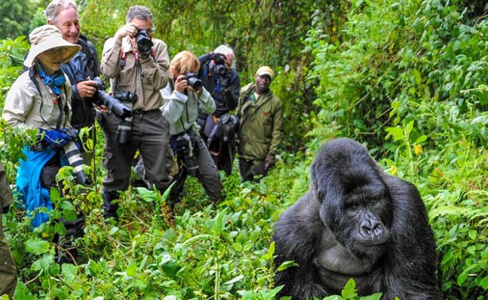 best gorilla trekking uganda