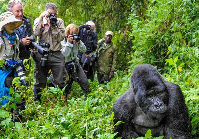 best gorilla trekking uganda